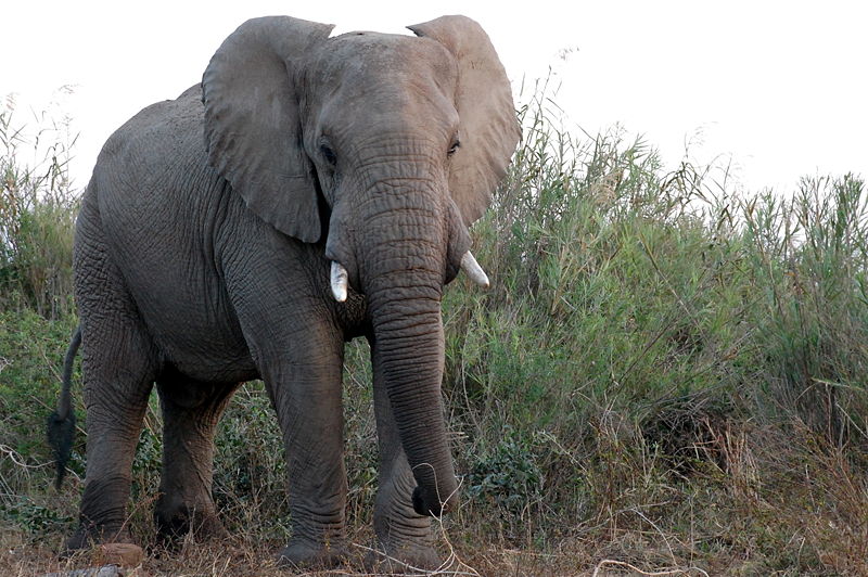 Elephant hates you / Image &copy; New Scientist (http://www.newscientist.com/blogs/shortsharpscience/elephant.jpg)